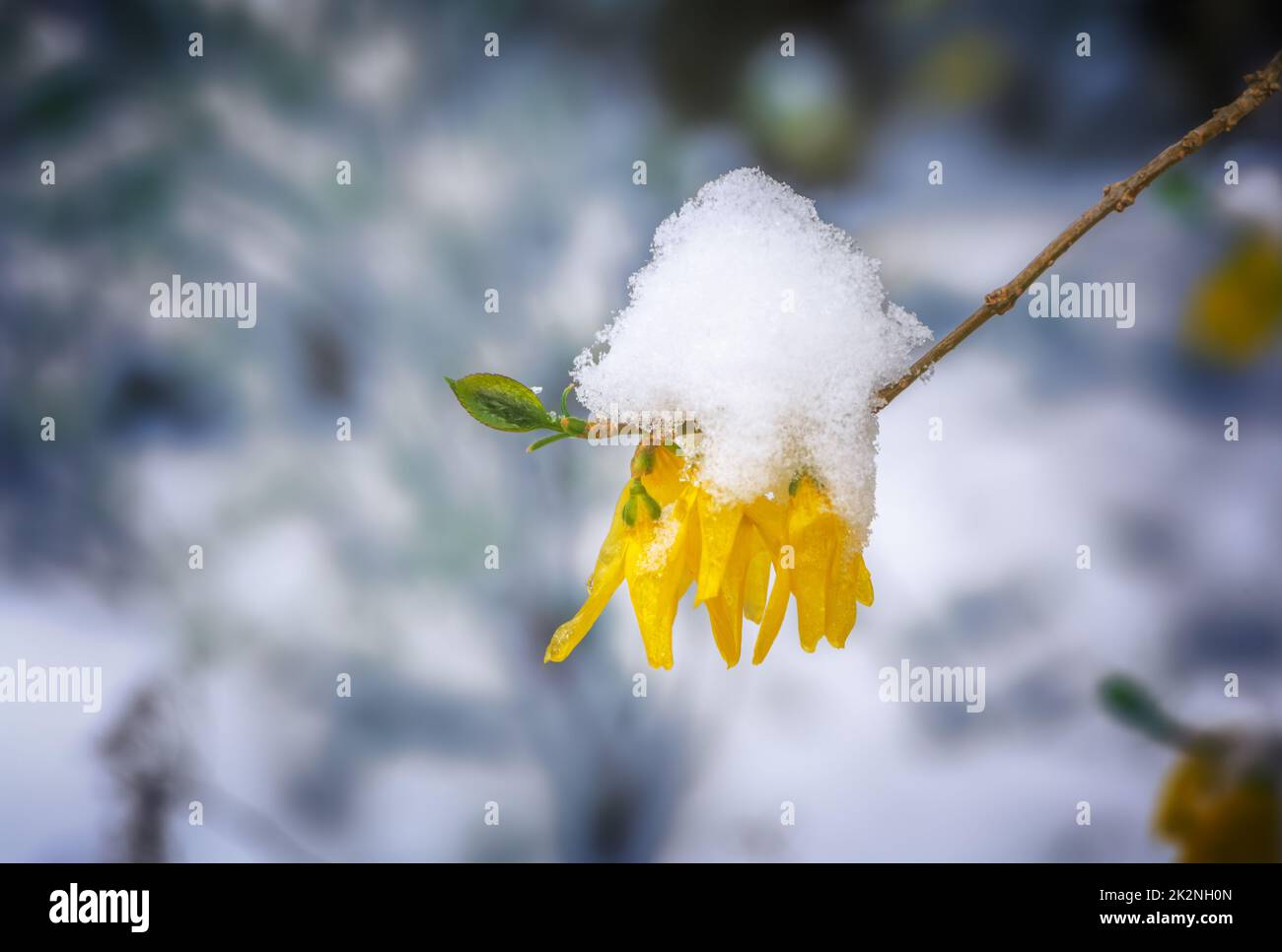 Fiori di forsytia ricoperti di neve e ghiaccio Foto Stock