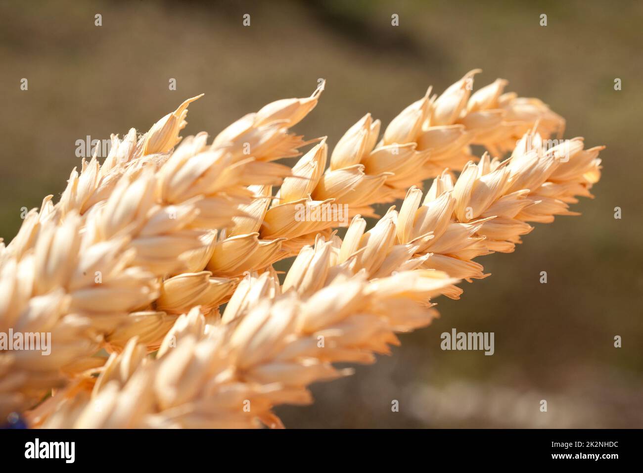 fodera di grano sotto il sole Foto Stock