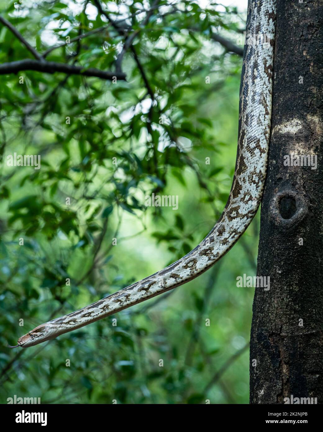 Python molurus o python di roccia indiana appeso su albero in fondo naturale monsone verde al parco nazionale di ranthambore rajasthan india asia Foto Stock
