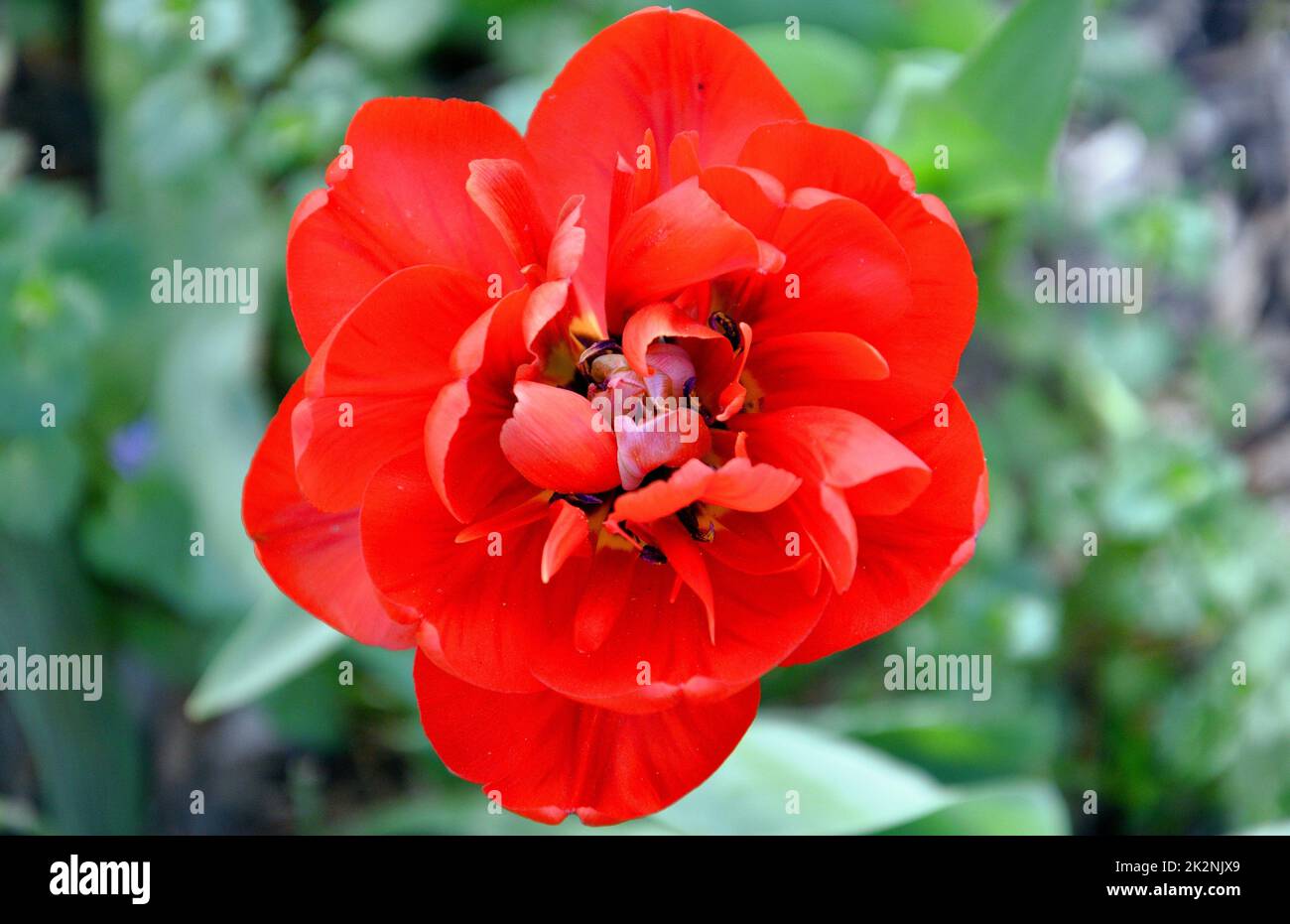 Tulip flower (Lat. Tulipa) spugna (doppia) rosso precoce Foto Stock