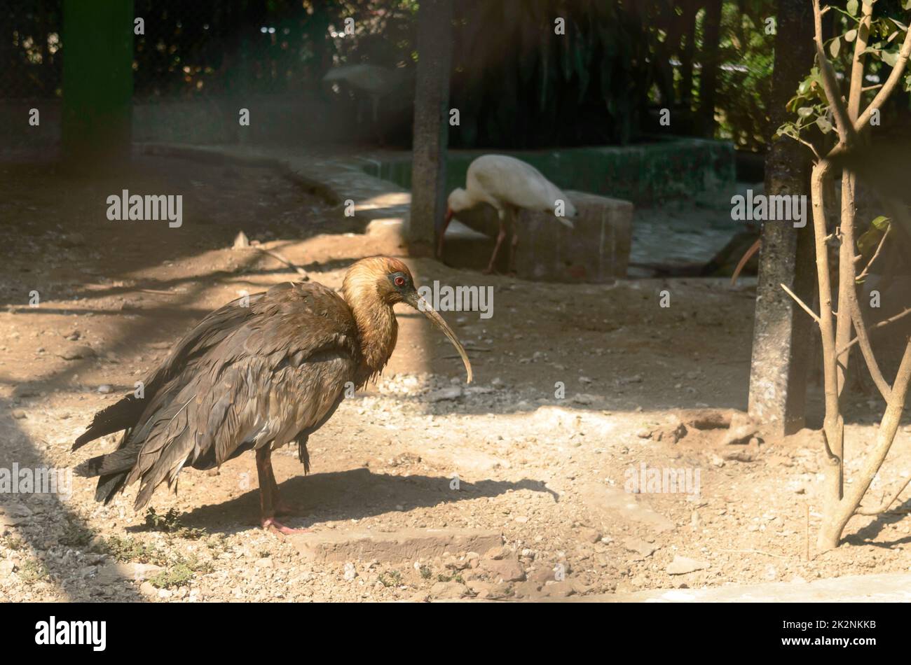 Scarlatto Ibis (Eudocimus ruber) gambe lunghe Juvenile uccello con piume marrone-cenere. Primo piano. Foto Stock
