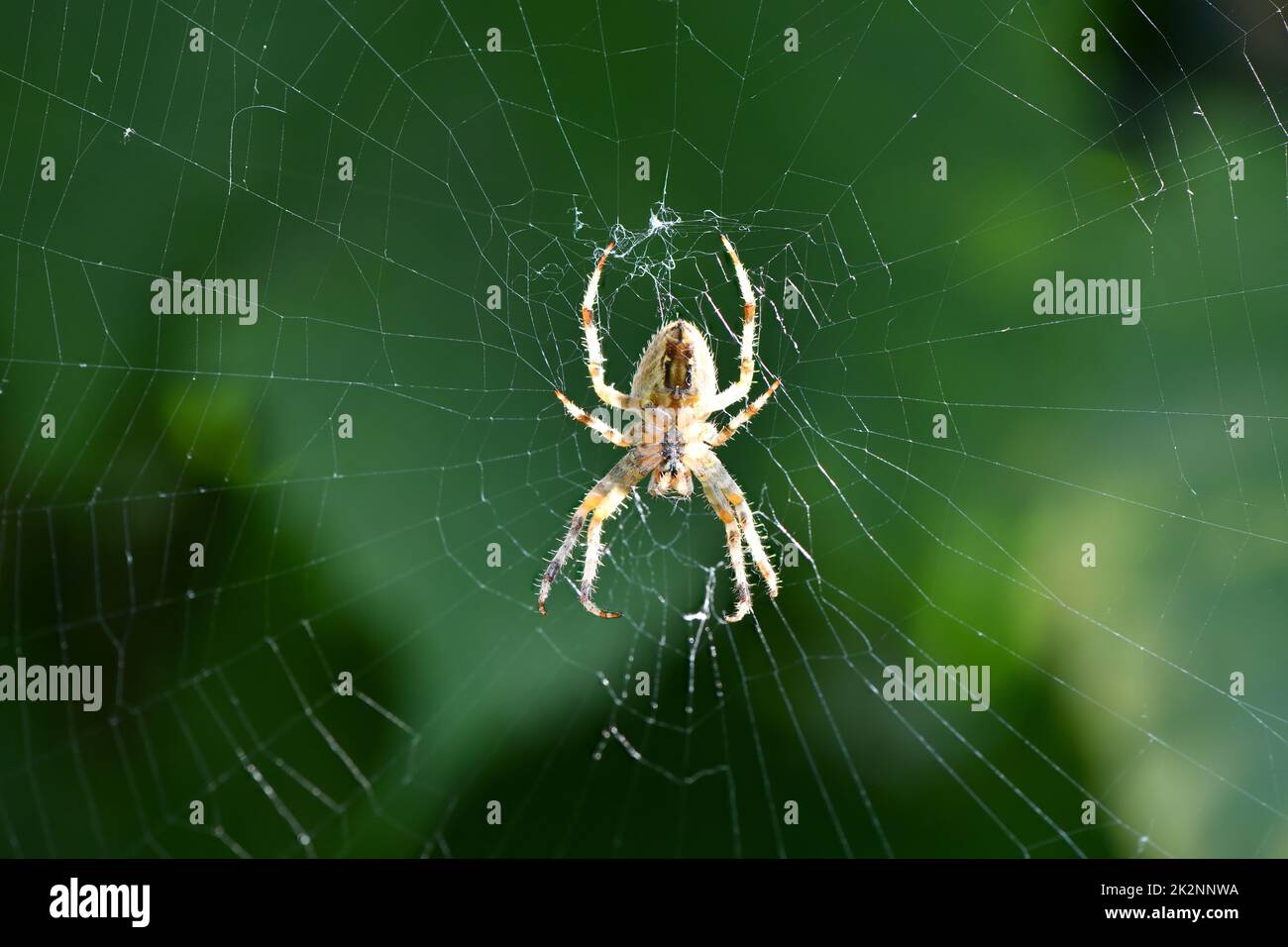 Primo piano macro shot di un ragno da giardino europeo (ragno crociato, Araneus diadematus) seduto in un cobbweb. Foto ad alta risoluzione. Foto Stock