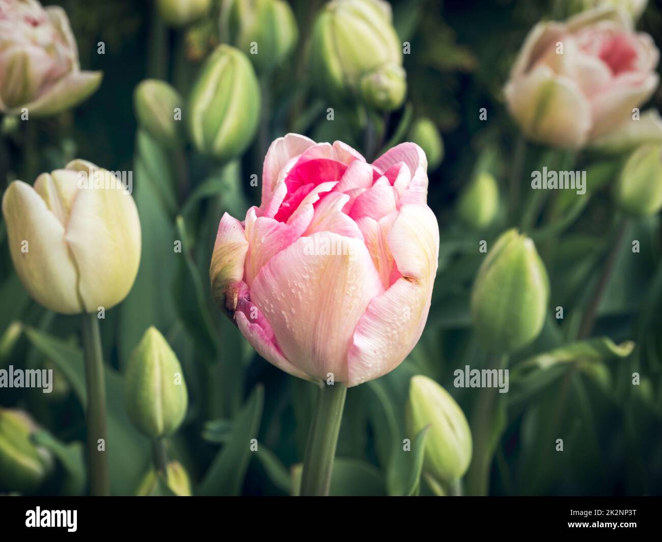 Grazioso fiore di tulipano rosa e germogli in un giardino Foto Stock