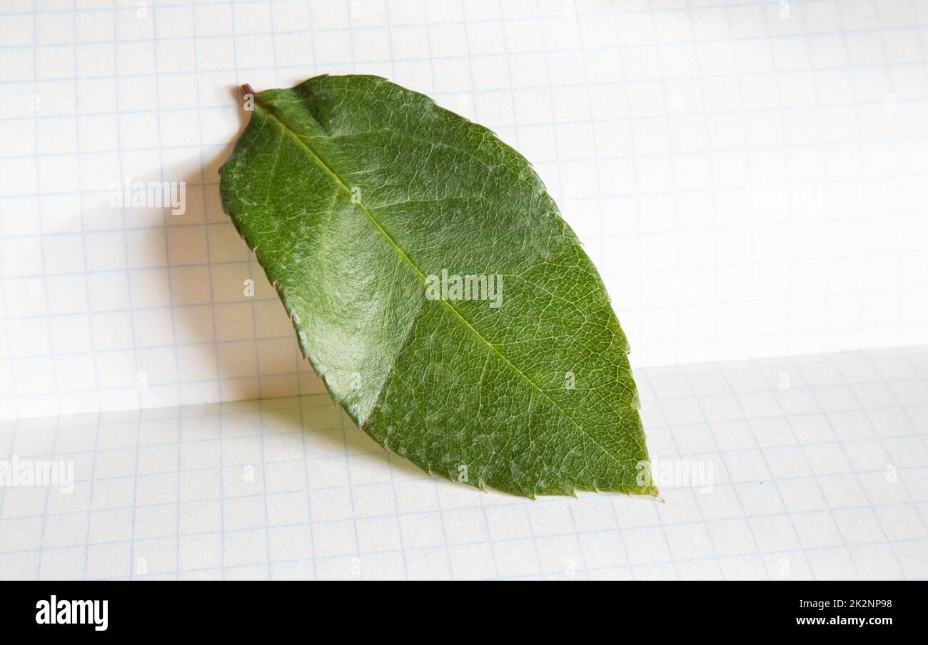Una foglia di rosa verde su un pezzo di carta in una tonalità a scacchi dal sole, primo piano Foto Stock