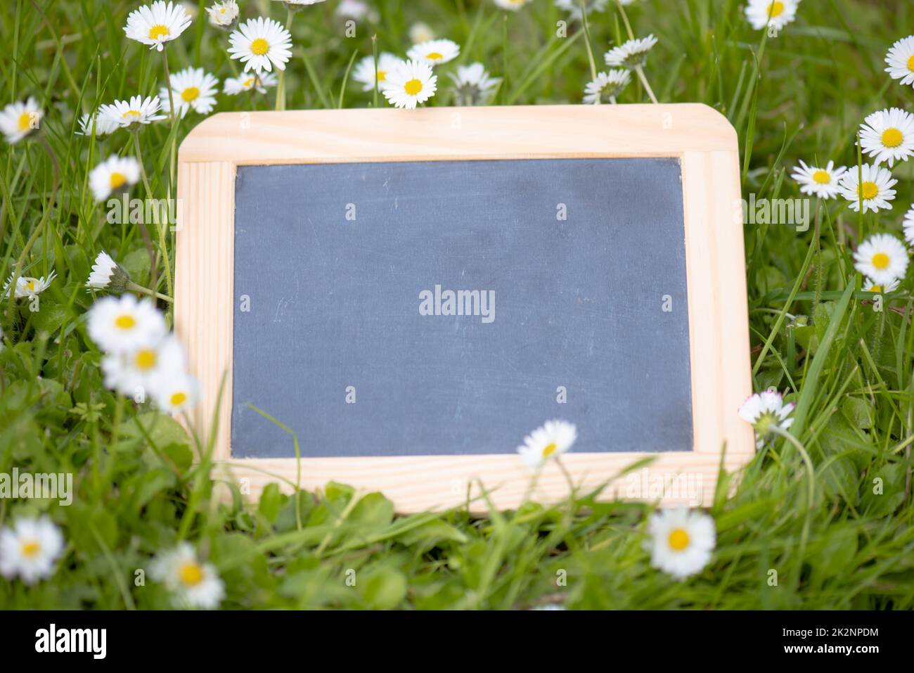 Lavagna vuota è in piedi in un prato con fiori, spazio copia per il testo, biglietto di auguri per la giornata delle madri, pubblicità e sfondo di marketing, primavera e stagione estiva Foto Stock