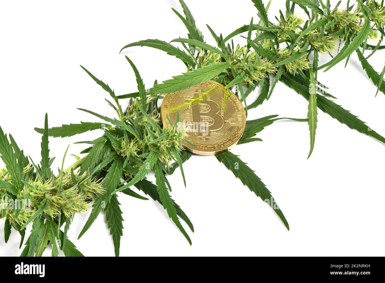 Marijuana verde germoglio di cannabis con bitcoin isolato su sfondo bianco. Foto ad alta risoluzione. Profondità di campo completa. Foto Stock Marijuana verde germoglio di cannabis con bitcoin isolato su sfondo bianco. Foto ad alta risoluzione. Profondità di campo completa. Foto Stock