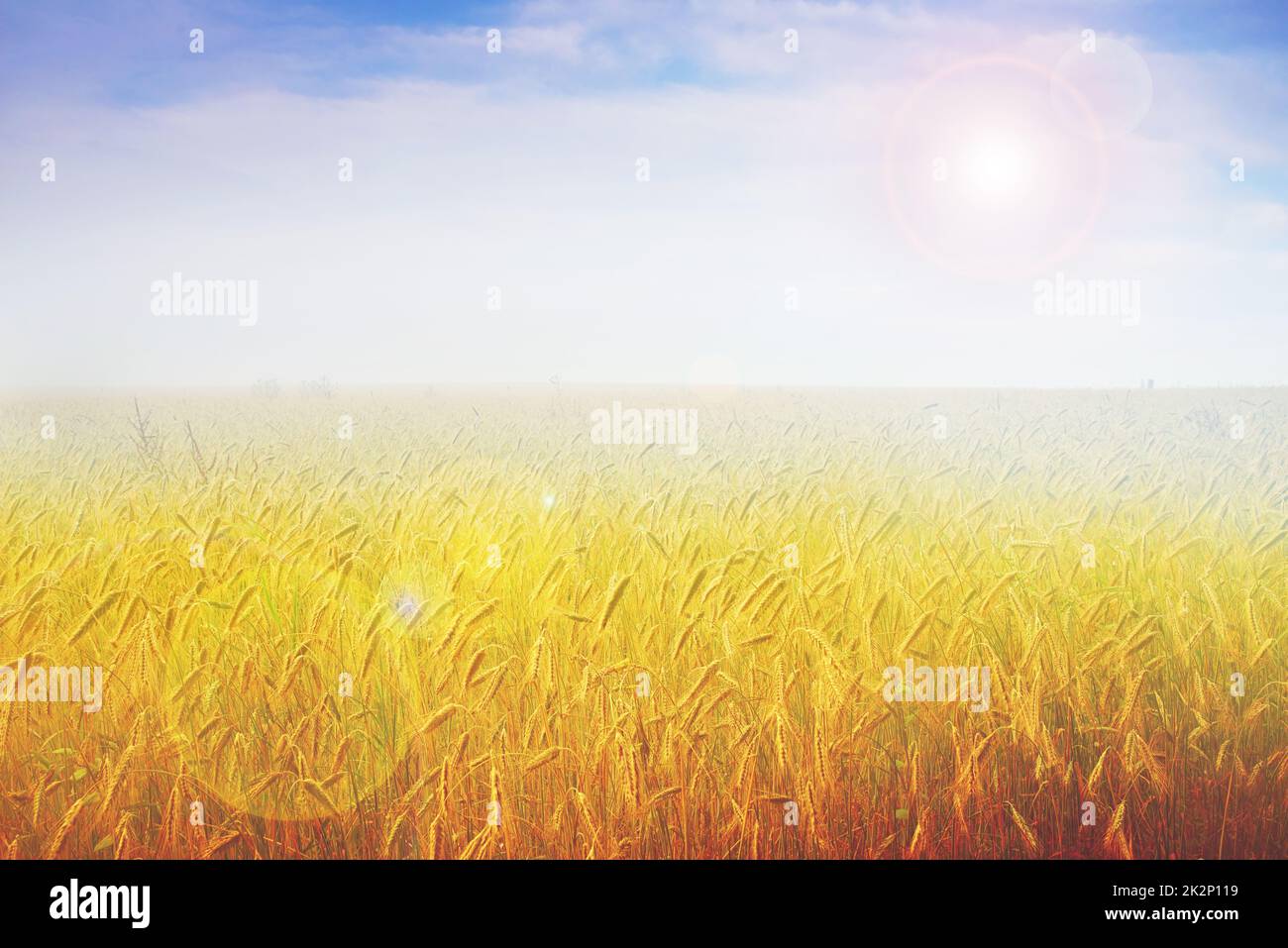 Nature mature raccolta - grano. Grano maturo - pronto per la raccolta. Foto Stock