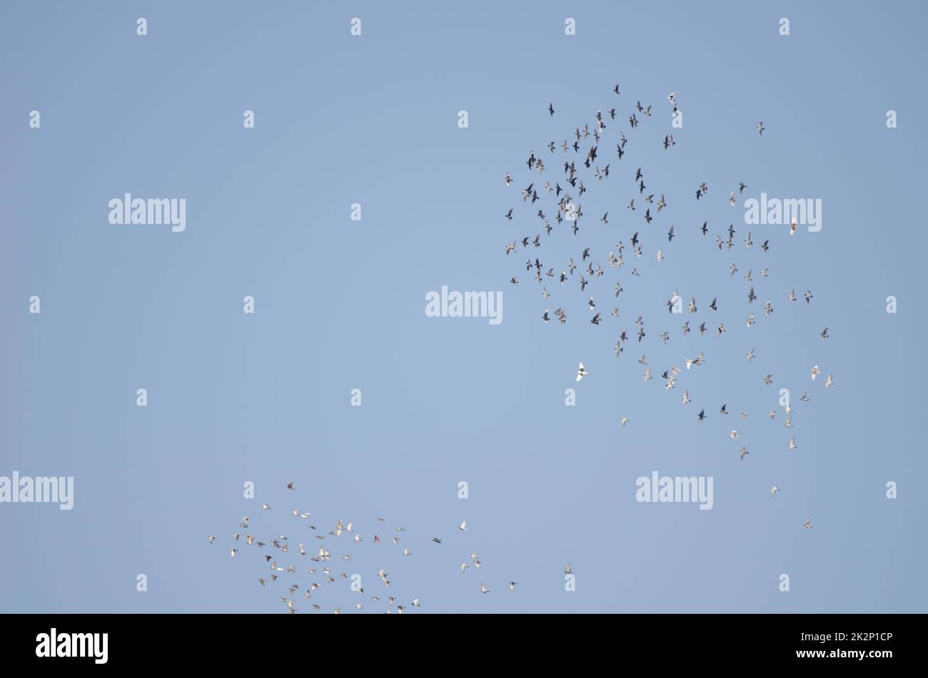 Greggi di piccione domestico in volo. Foto Stock