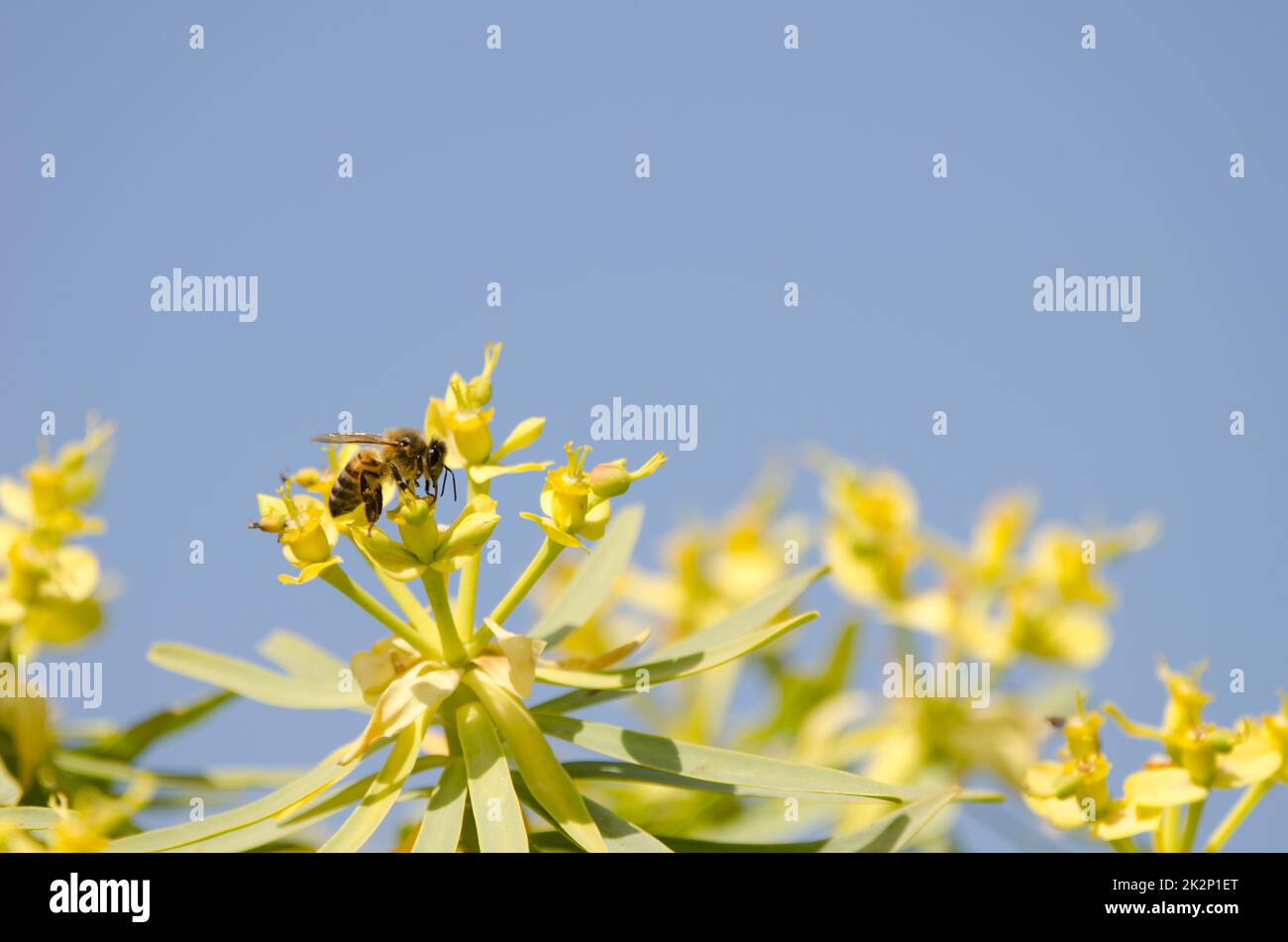 Ape di miele occidentale sui fiori di Euphorbia berthelotii. Foto Stock