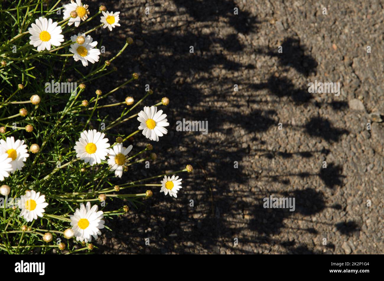 Fiori di Parigi margherita e la loro ombra sull'asfalto. Foto Stock