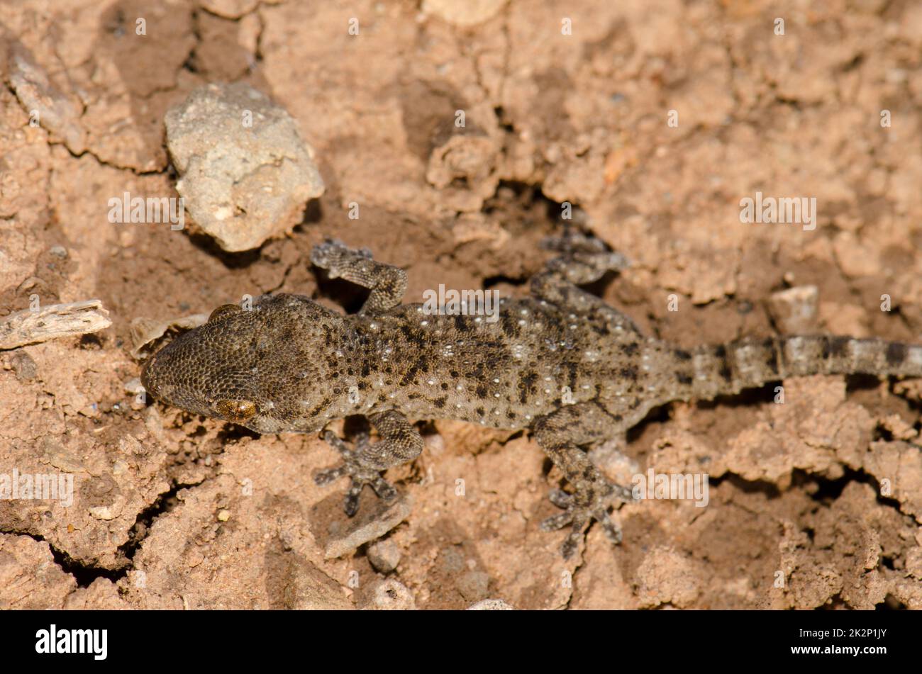 Gomero muro gecko. Foto Stock