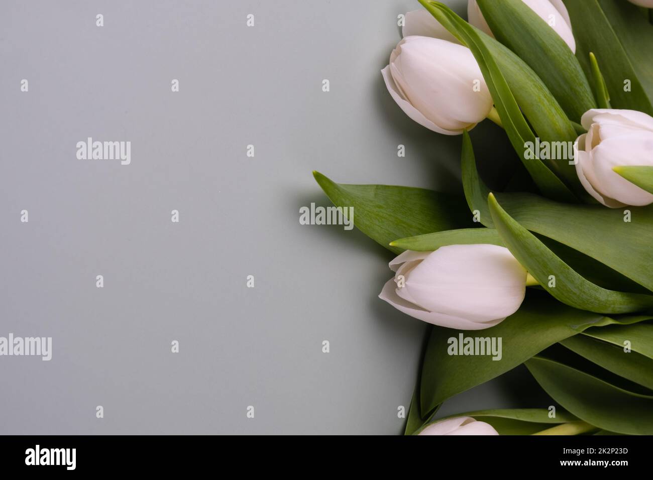 Tulipani bianchi su sfondo grigio chiaro. Mockup per il biglietto d'auguri di primavera. Foto Stock