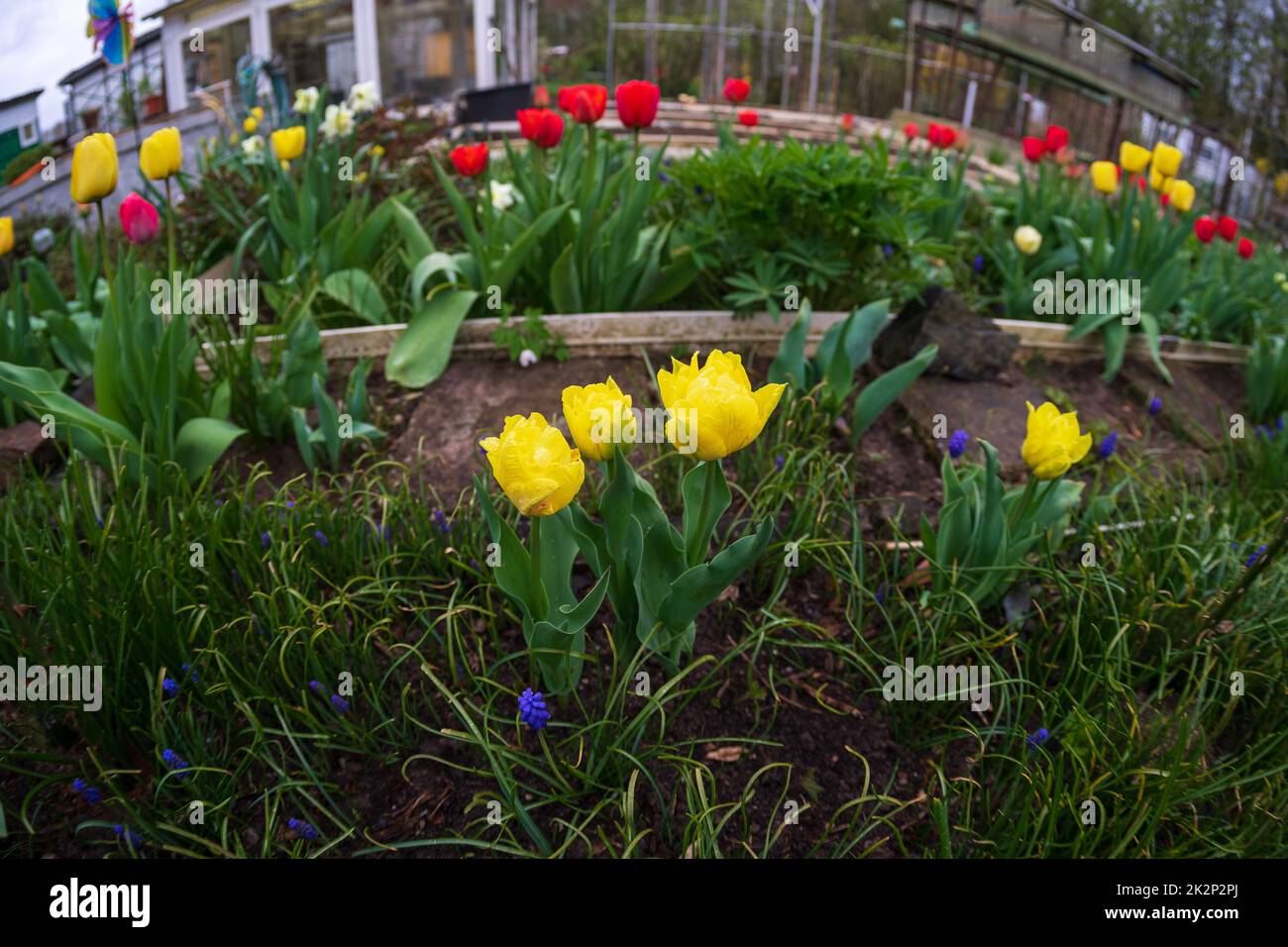 I primi tulipani primaverili nel giardino. Mettere a fuoco in primo piano. Foto Stock