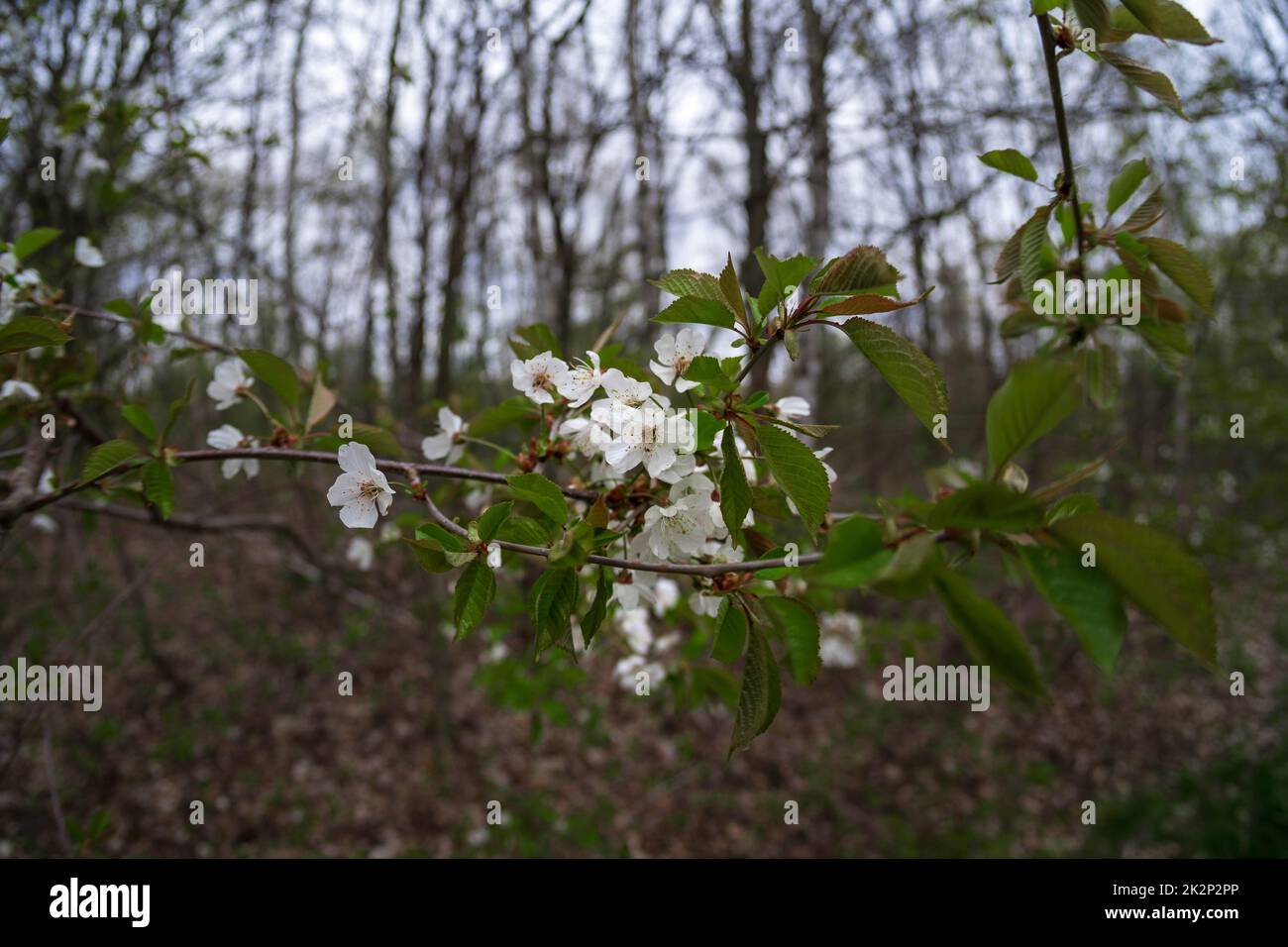 I primi fiori primaverili di alberi da frutto. Fiori di primo piano. Foto Stock