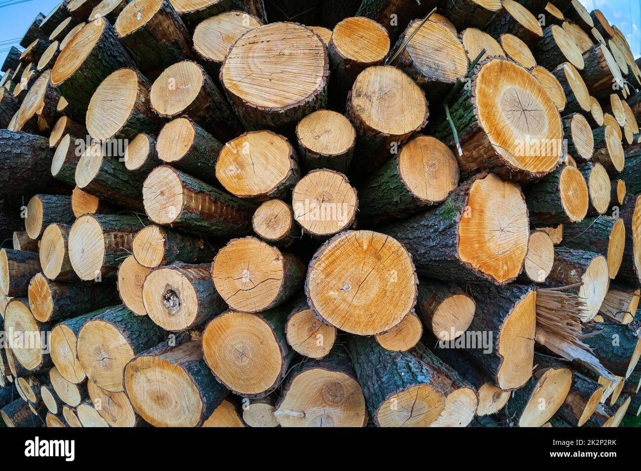 Sfondo dai tronchi di alberi tagliati. Obiettivo fisheye. Foto Stock