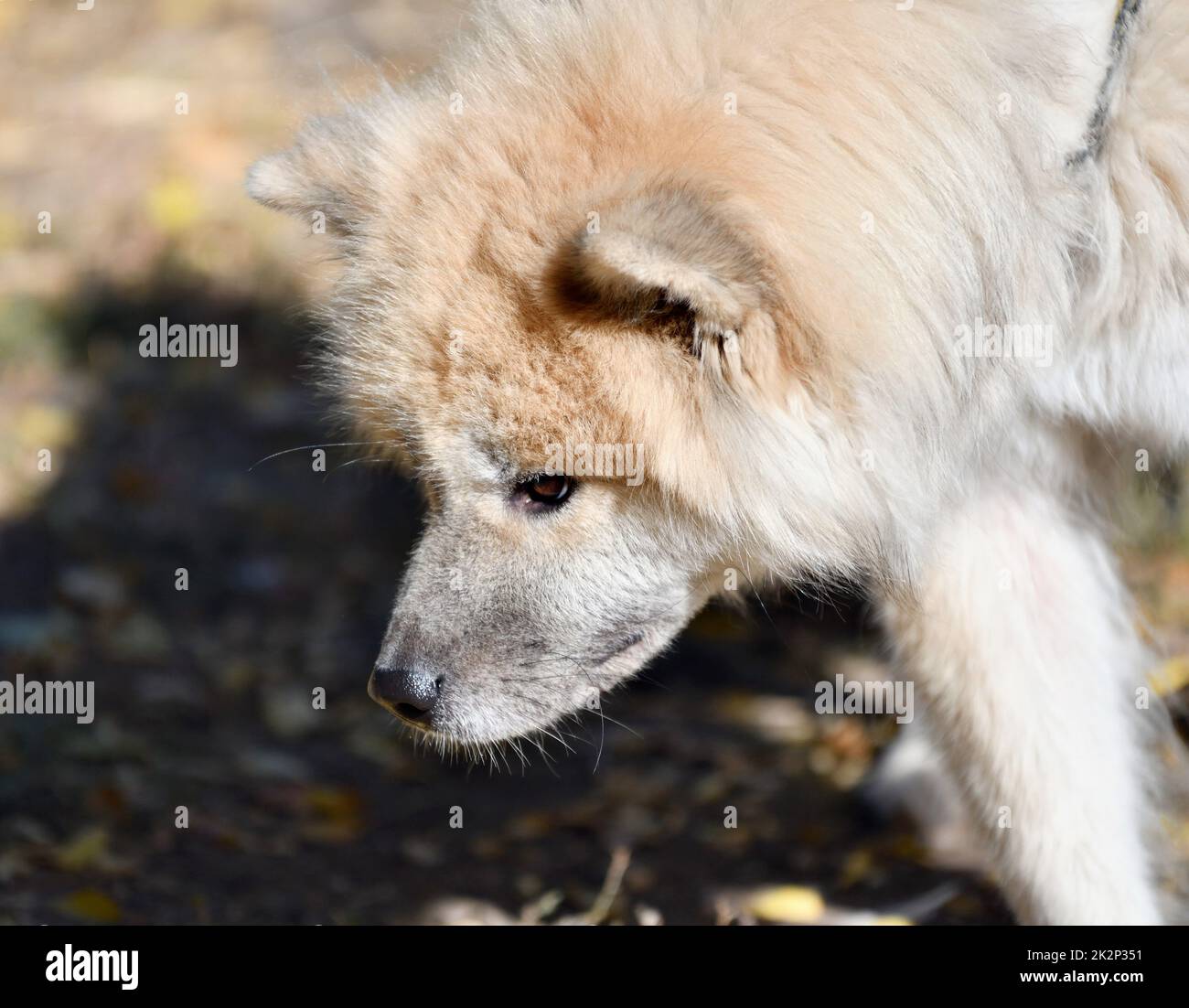 Akita Inu con capelli lunghi o cane Akita giapponese Foto Stock