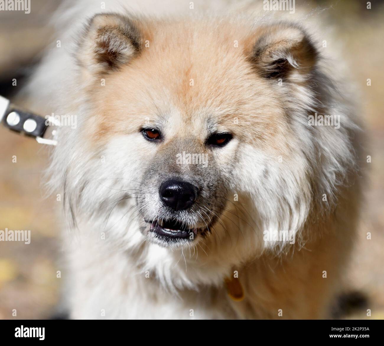 Akita Inu con capelli lunghi o cane Akita giapponese Foto Stock