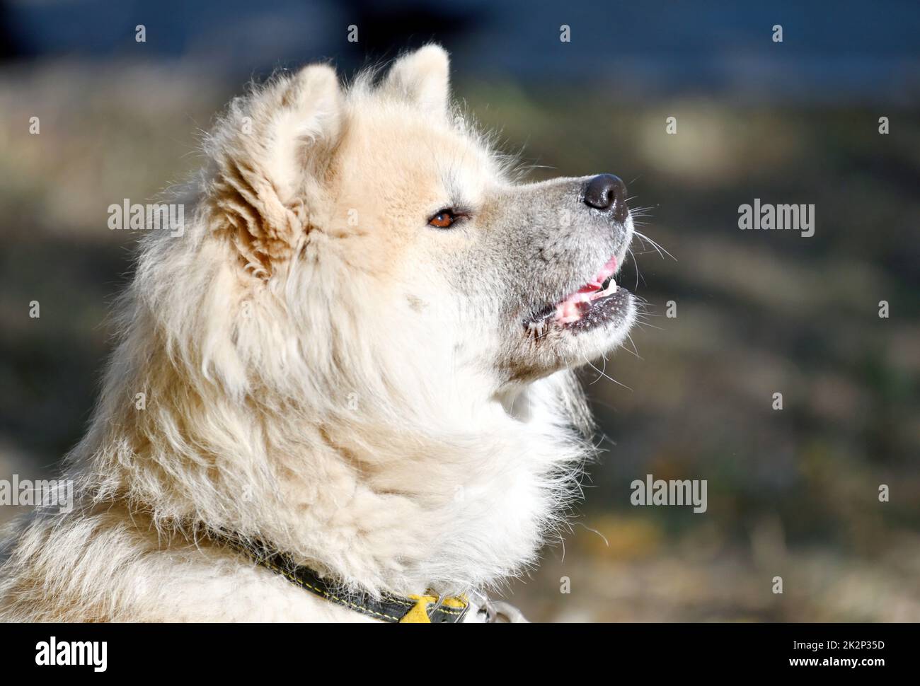 Akita Inu con capelli lunghi o cane Akita giapponese Foto Stock