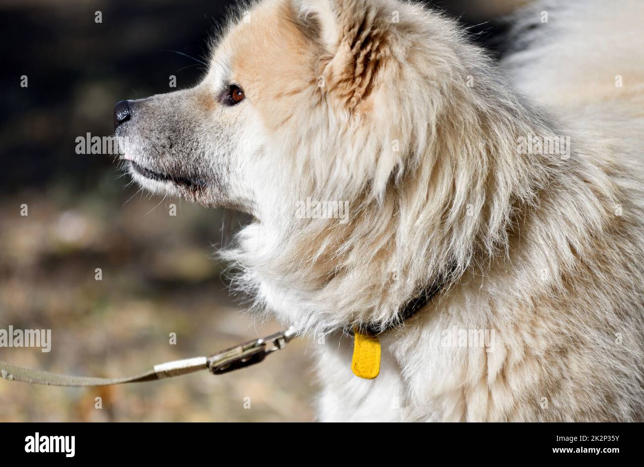 Akita Inu con capelli lunghi o cane Akita giapponese Foto Stock