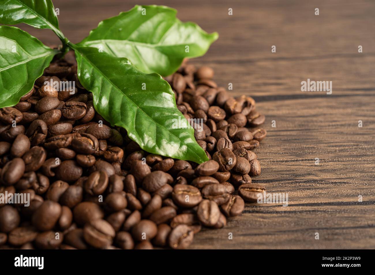 Caffè in chicchi medio arrostito con foglie al mattino fresco. Foto Stock