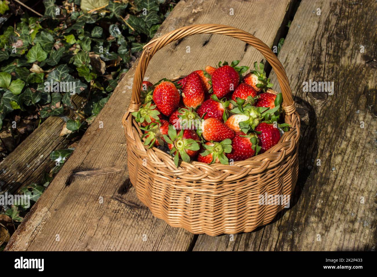 Fragole fresche in un cestino in giardino Foto Stock