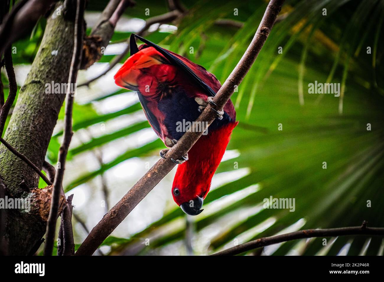 Pappagallo rosso che si ferma sull'albero della giungla Foto Stock