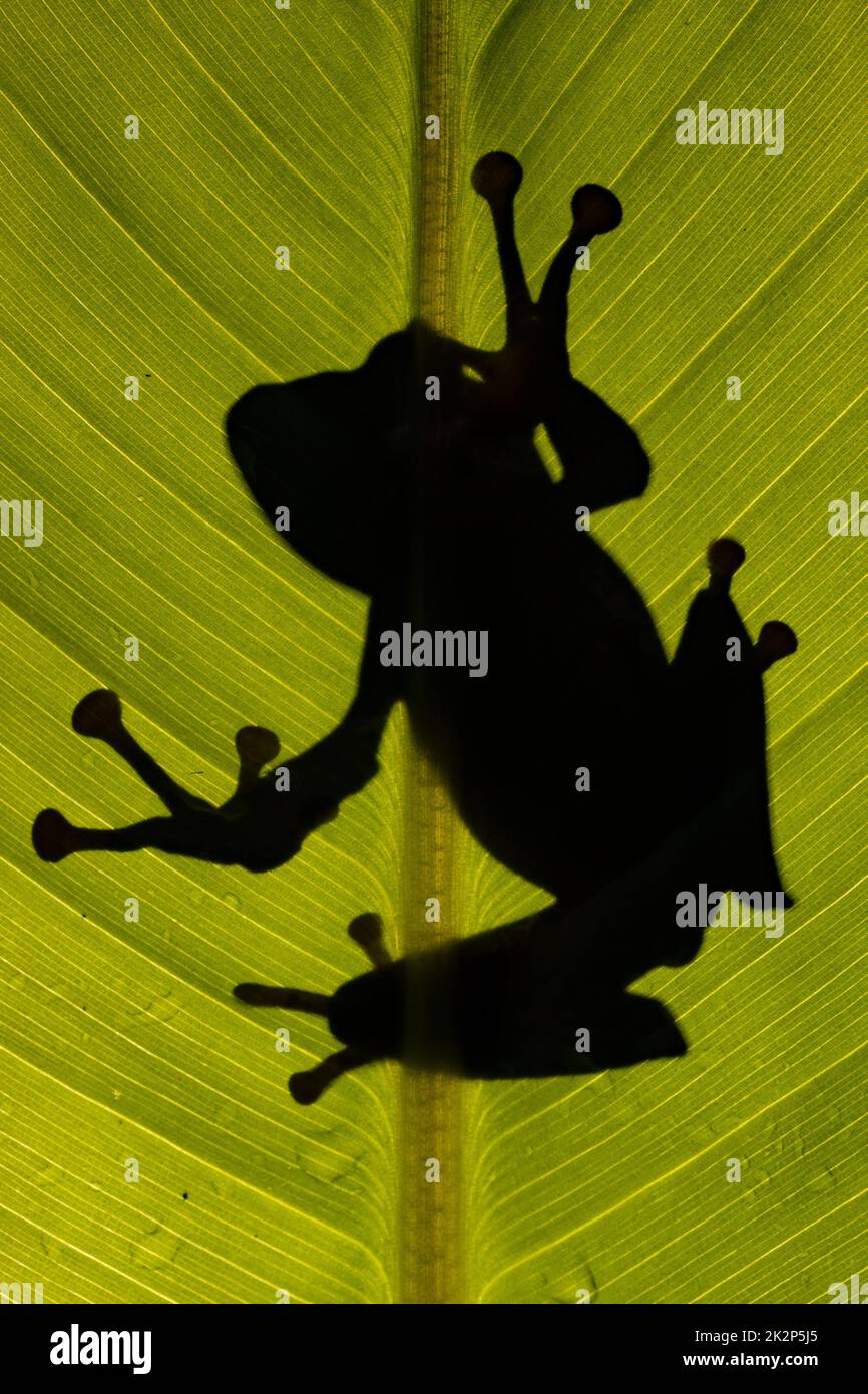 Inquadratura dal basso della silhouette di rana dalle orecchie del Borneo (polypedates otilophus) seduta su una foglia verde Foto Stock