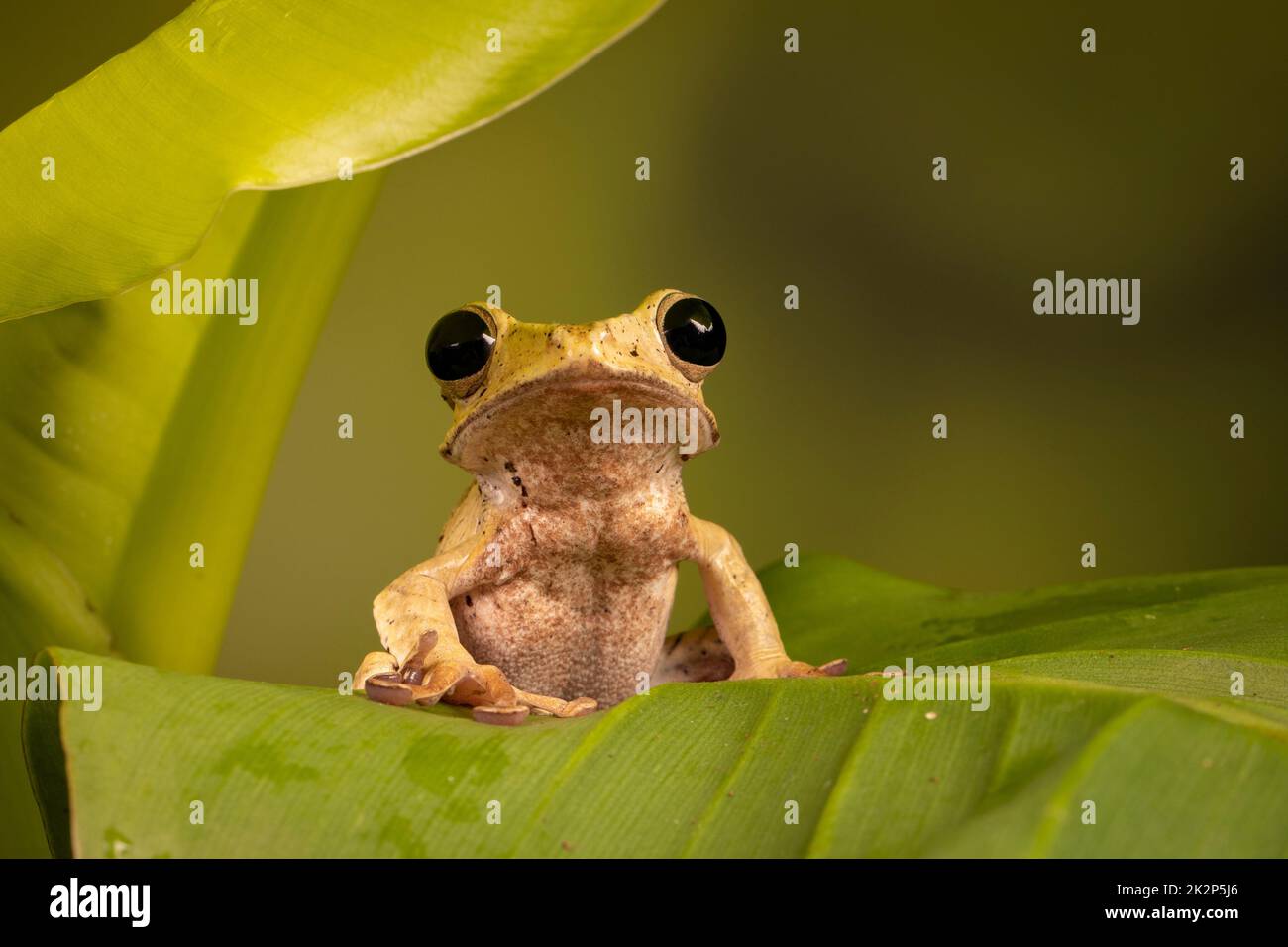 Un primo piano di una rana cubana (Ostepilus septentrionalis) su una foglia su sfondo sfocato Foto Stock