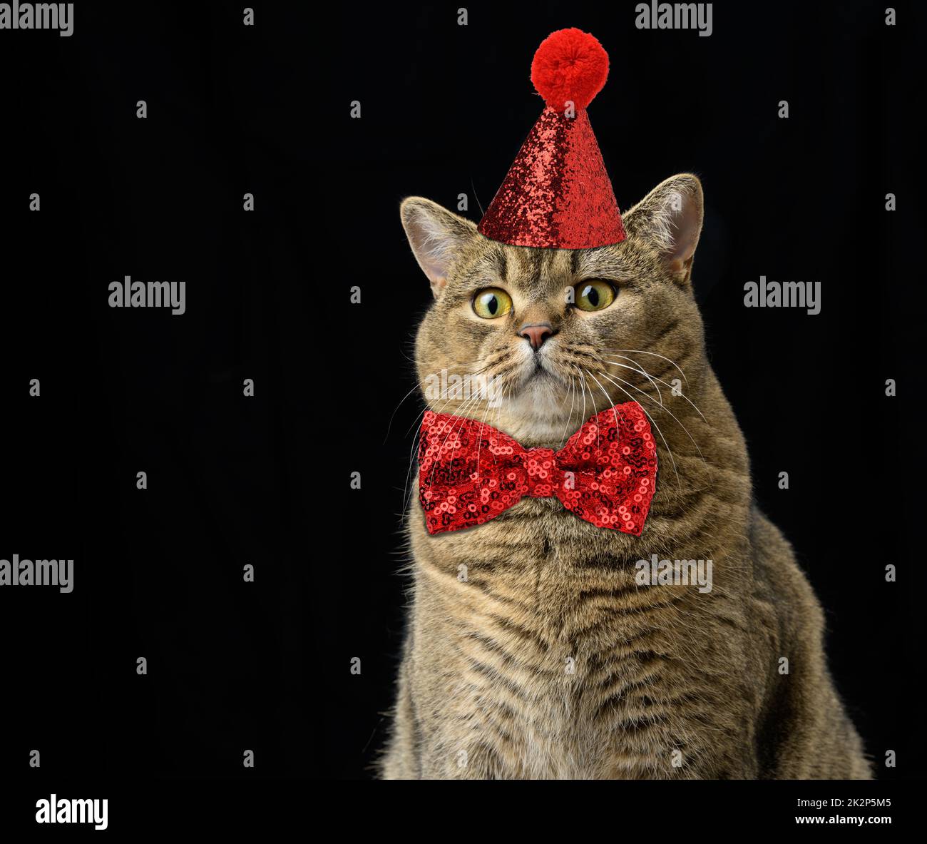 un gatto grigio adulto in un cappuccio rosso lucido e una cravatta ad arco intorno al collo. L'animale si siede con una divertente e seria museruola su sfondo nero Foto Stock