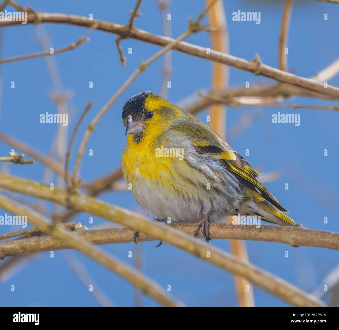 Giallo maschio testa nera oro finch Foto Stock