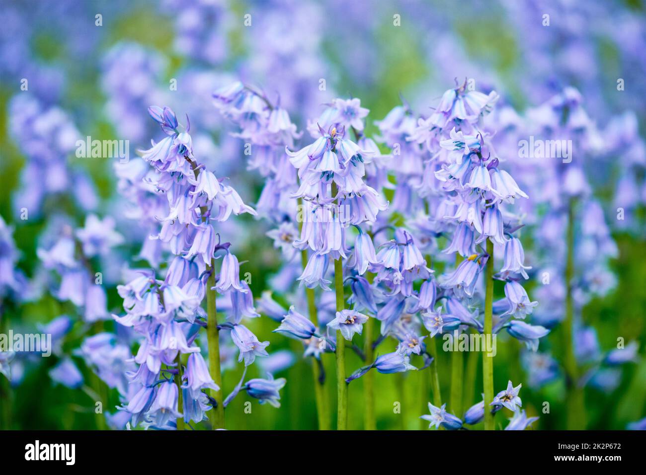 Blu spagnolo bluebell Hyacinthoides fiori hispanica in campo Foto Stock