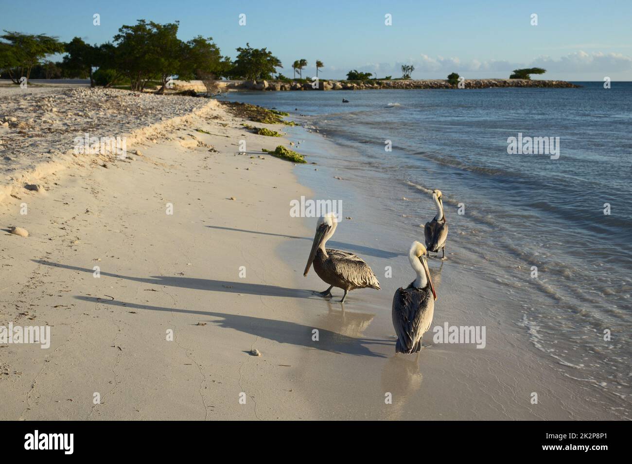 Pellicani marroni sulla spiaggia sabbiosa di Aruba Foto Stock