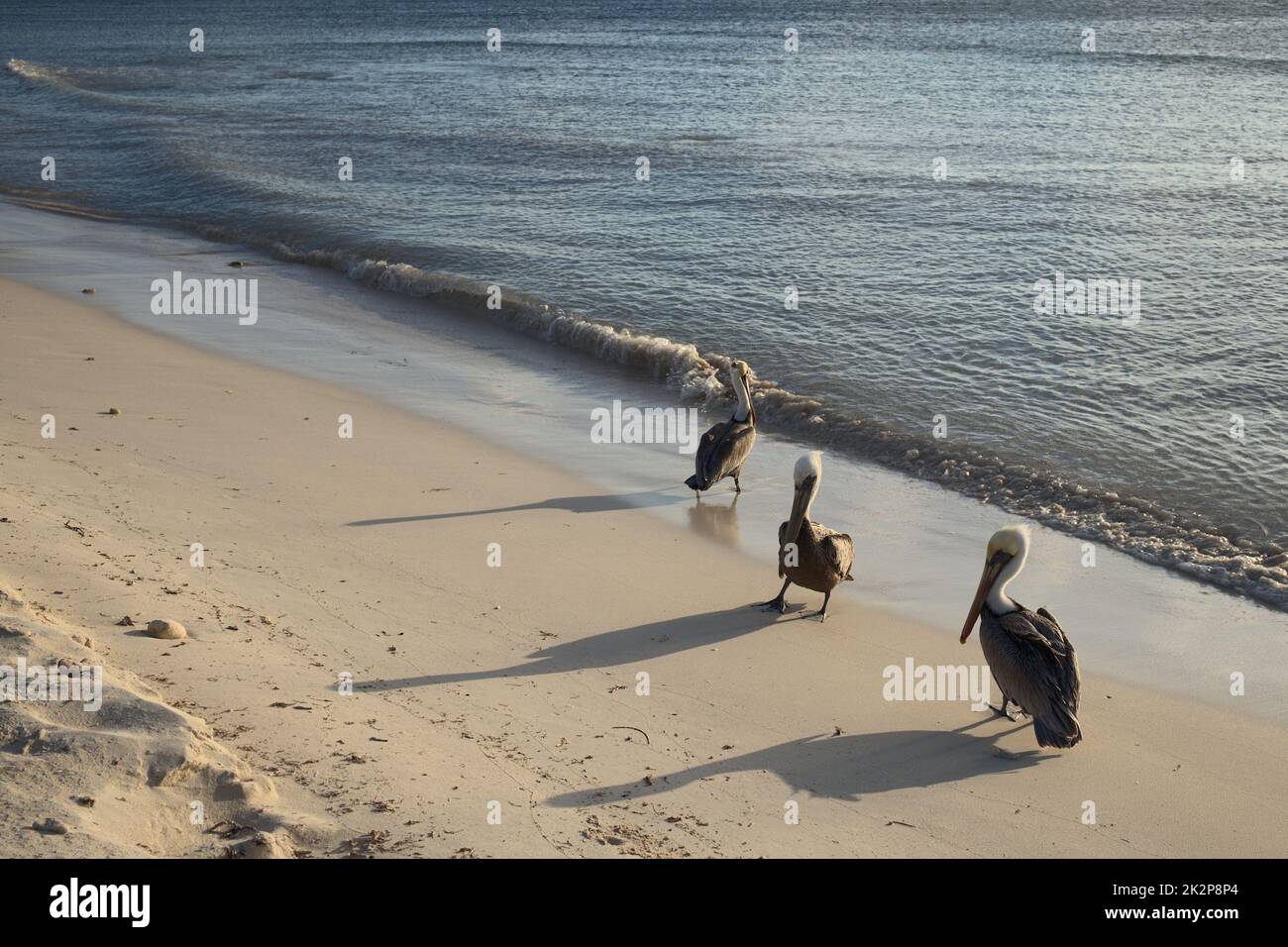 Pellicani marroni sulla spiaggia sabbiosa di Aruba Foto Stock