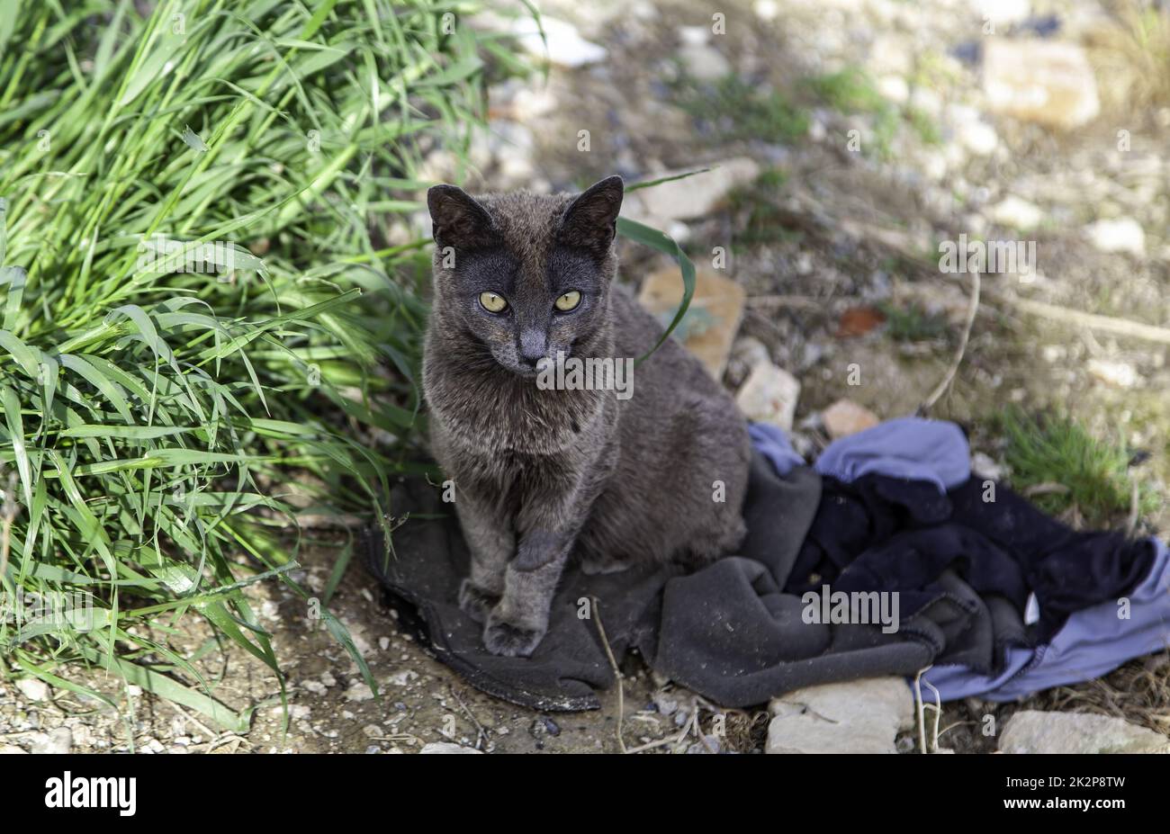 Gatti abbandonati di strada Foto Stock