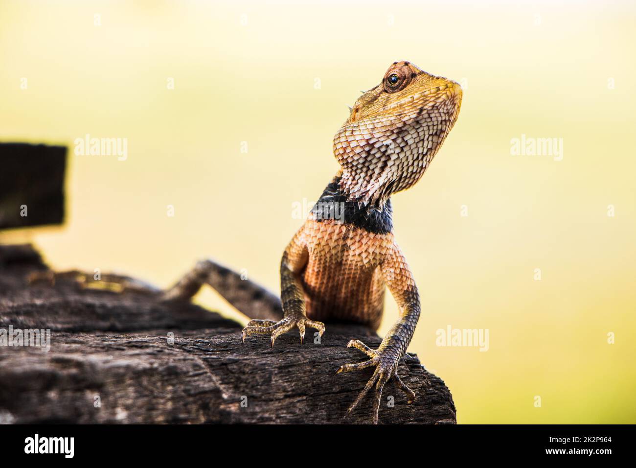 Oriental Graden Lizard (Calotes Versicolor) Sri Lanka Foto Stock
