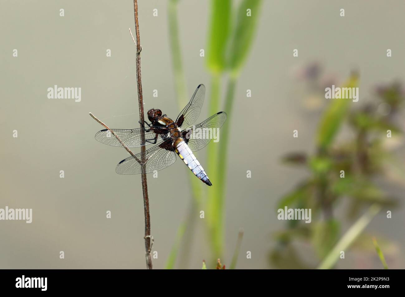 Libellula a chaser di corpo largo maschio poggiante sul gambo della pianta Foto Stock