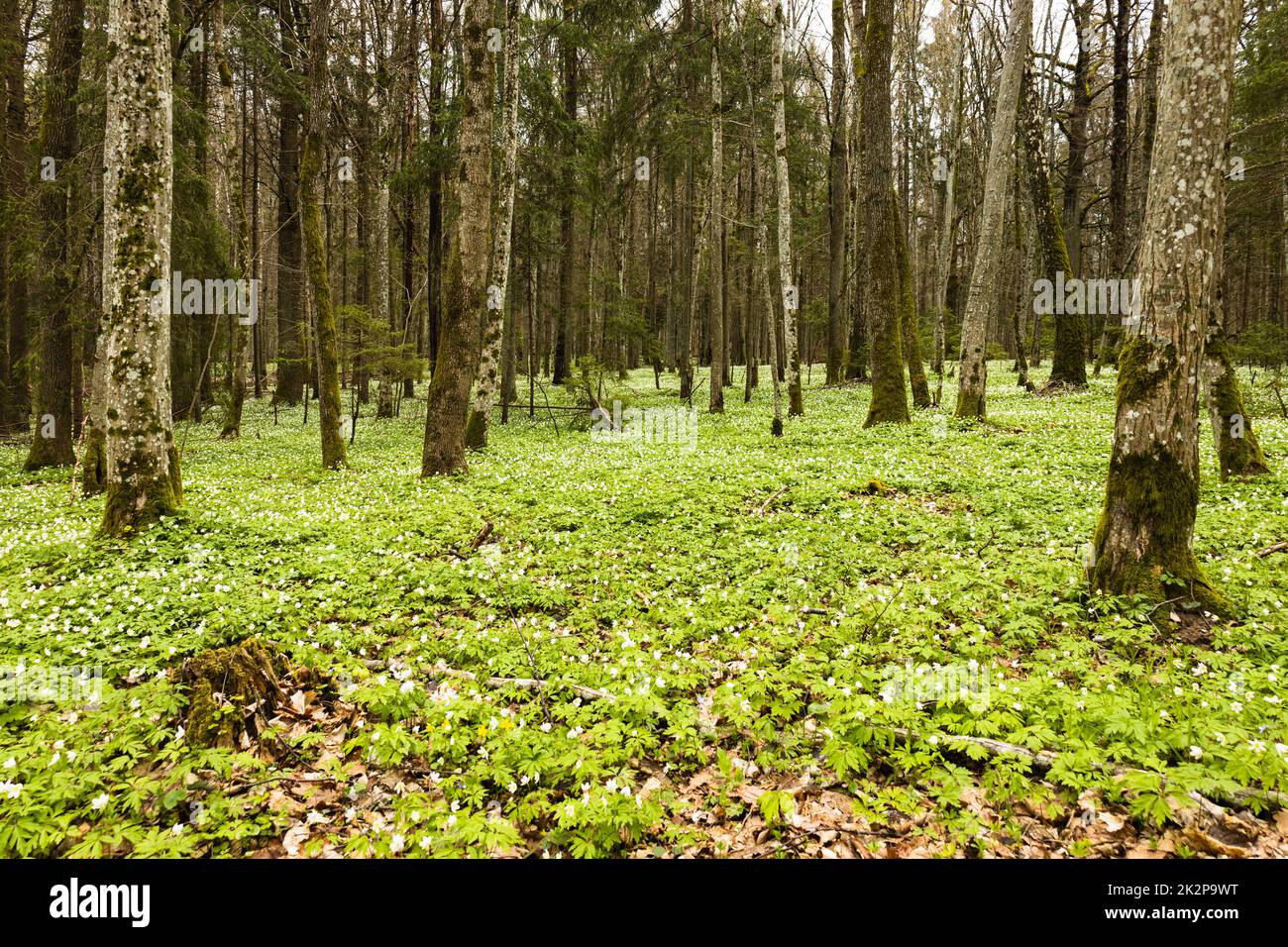 Verde foresta con molti fiori bianchi selvatici in primavera Foto Stock