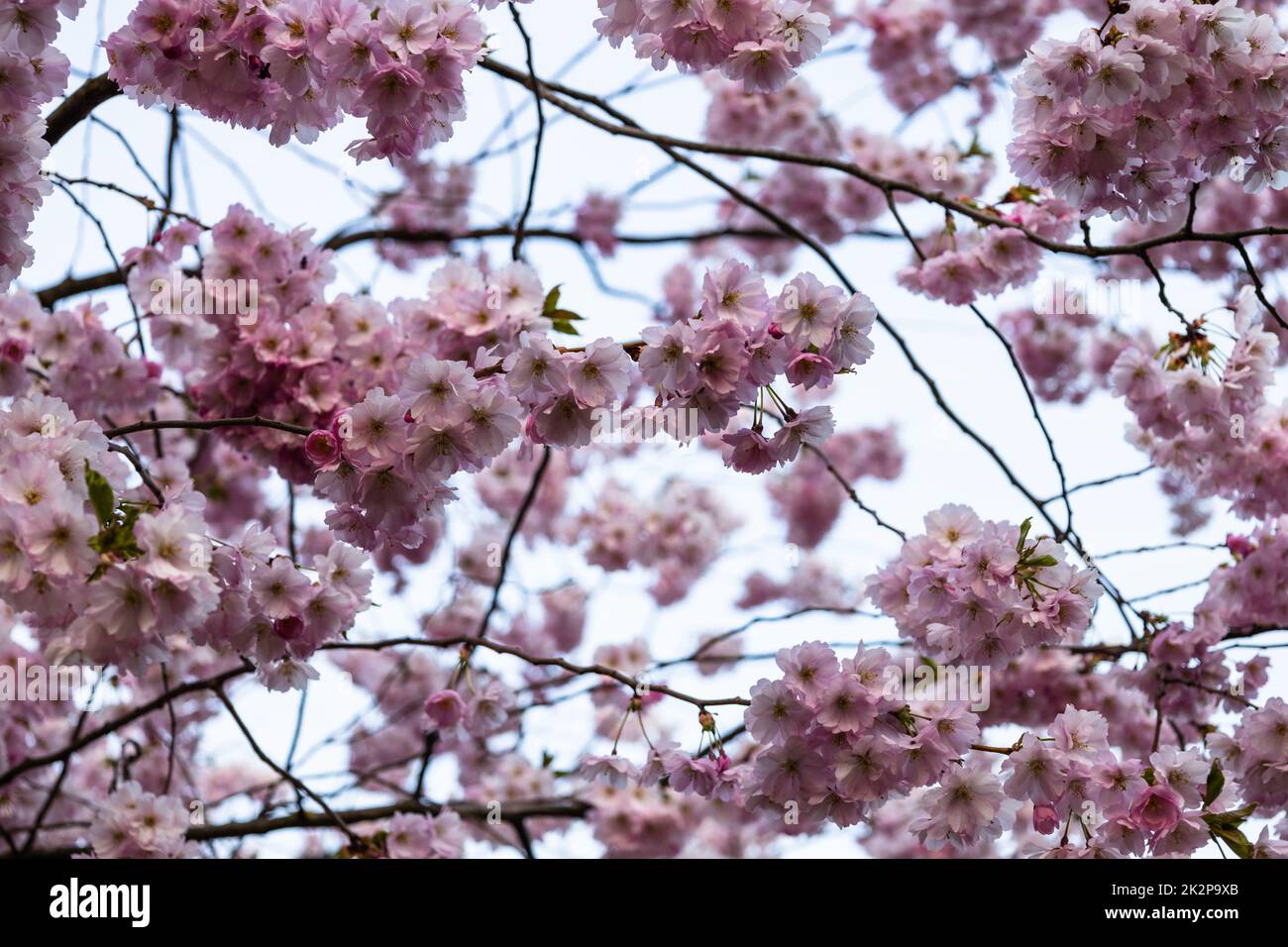 Bei rami di fiori rosa di ciliegio o sakura sull'albero sotto il cielo blu Foto Stock