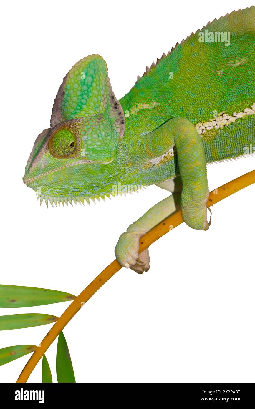 Chameleon su bianco isolato. Foto Stock