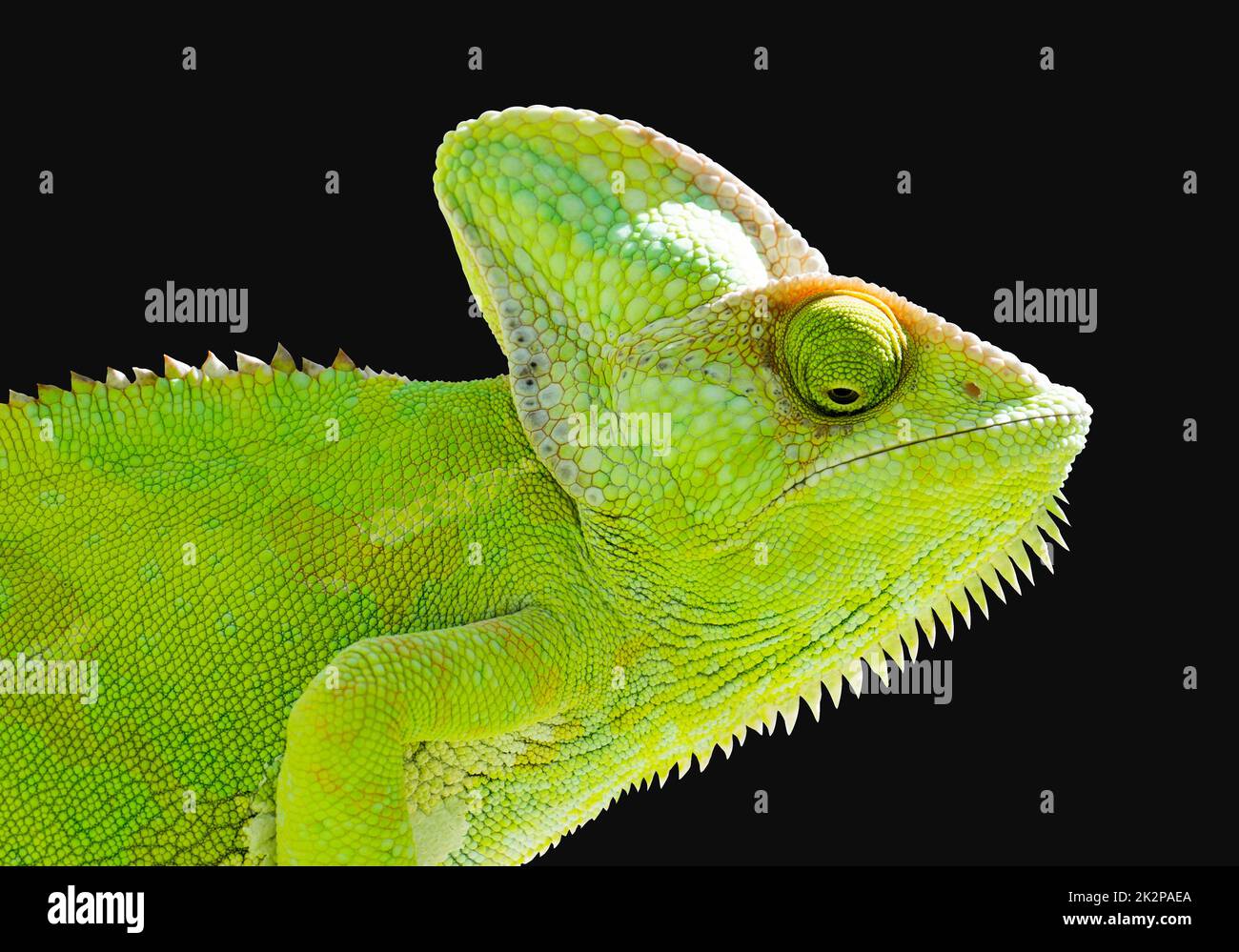 Chameleon su sfondo nero isolato. Illustrazione verde del Rettile. Foto Stock