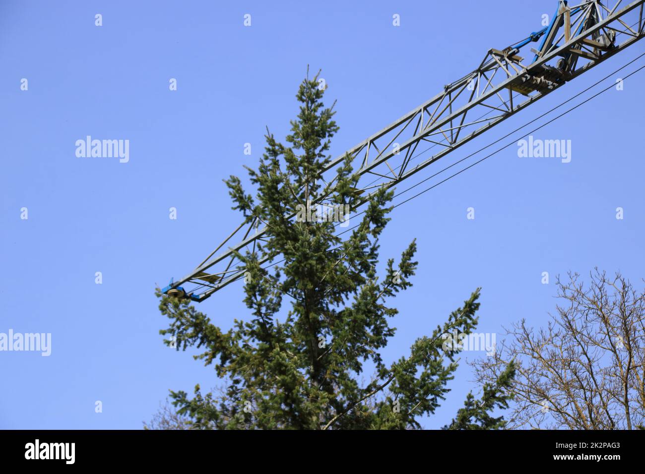 Il braccio di una gru da cantiere scatta sulla parte superiore di un albero Foto Stock