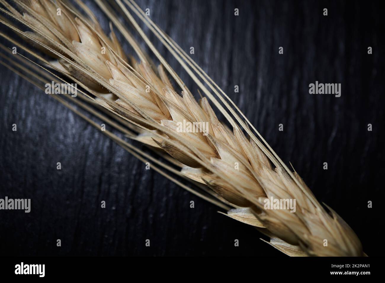 piante di riso marrone asciutte Foto Stock