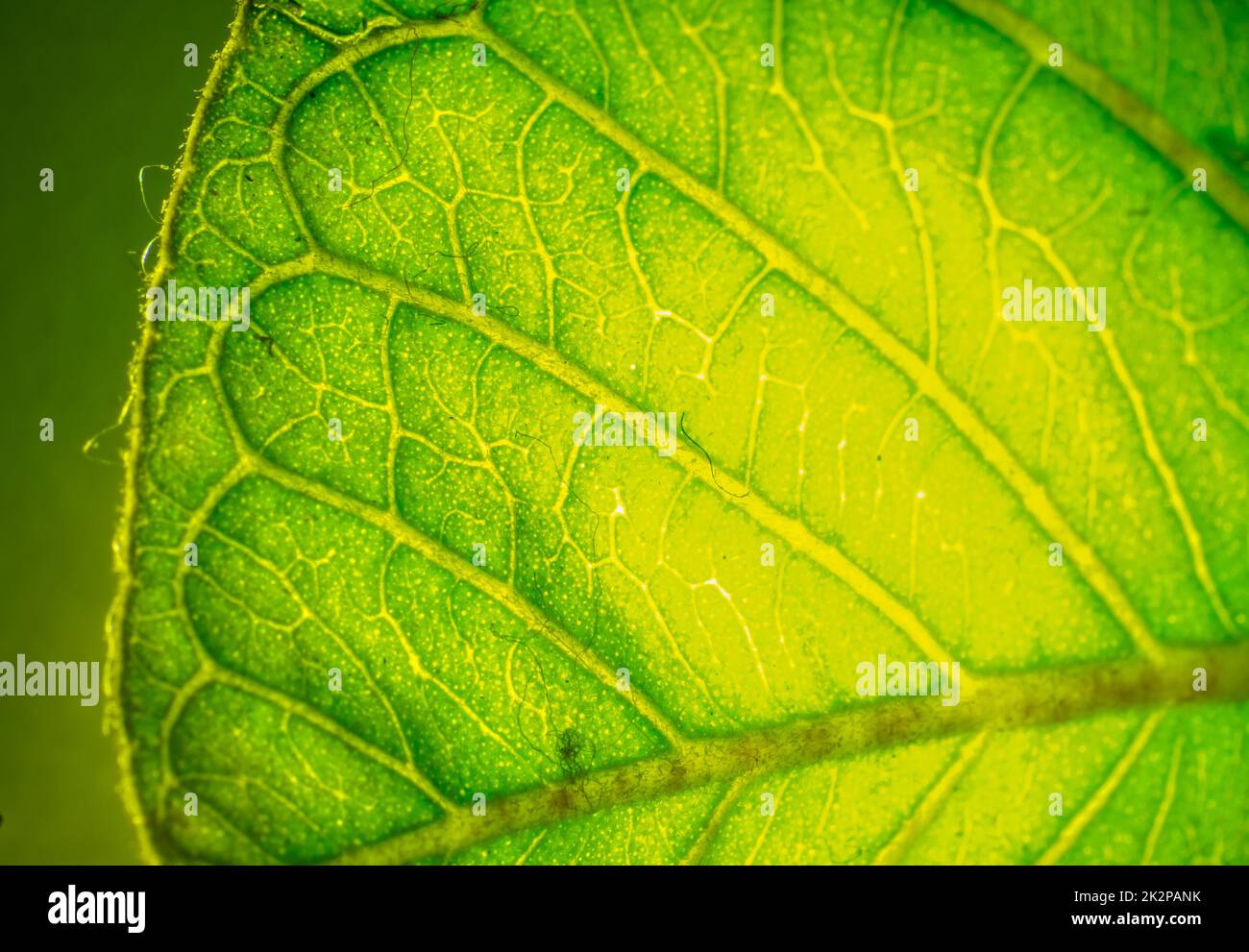 texture della superficie delle foglie di guava dalla fotografia macro, vista di primo piano delle piante. Foto Stock