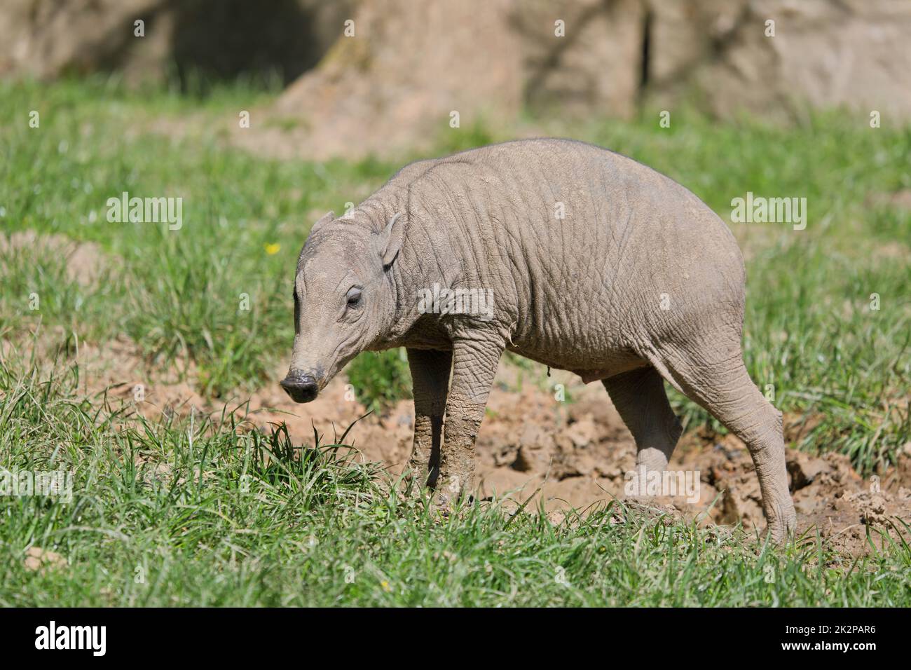 Suini tropicali o cervi in fango in estate - Babirusa - Babyrousa Foto Stock