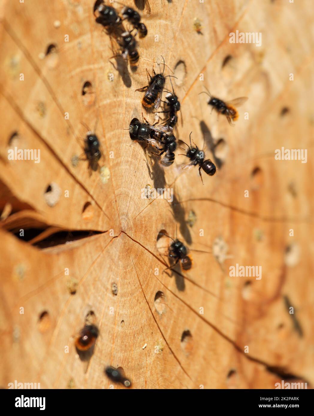 Le api di Mason al loro nido fatto in casa in primavera Foto Stock