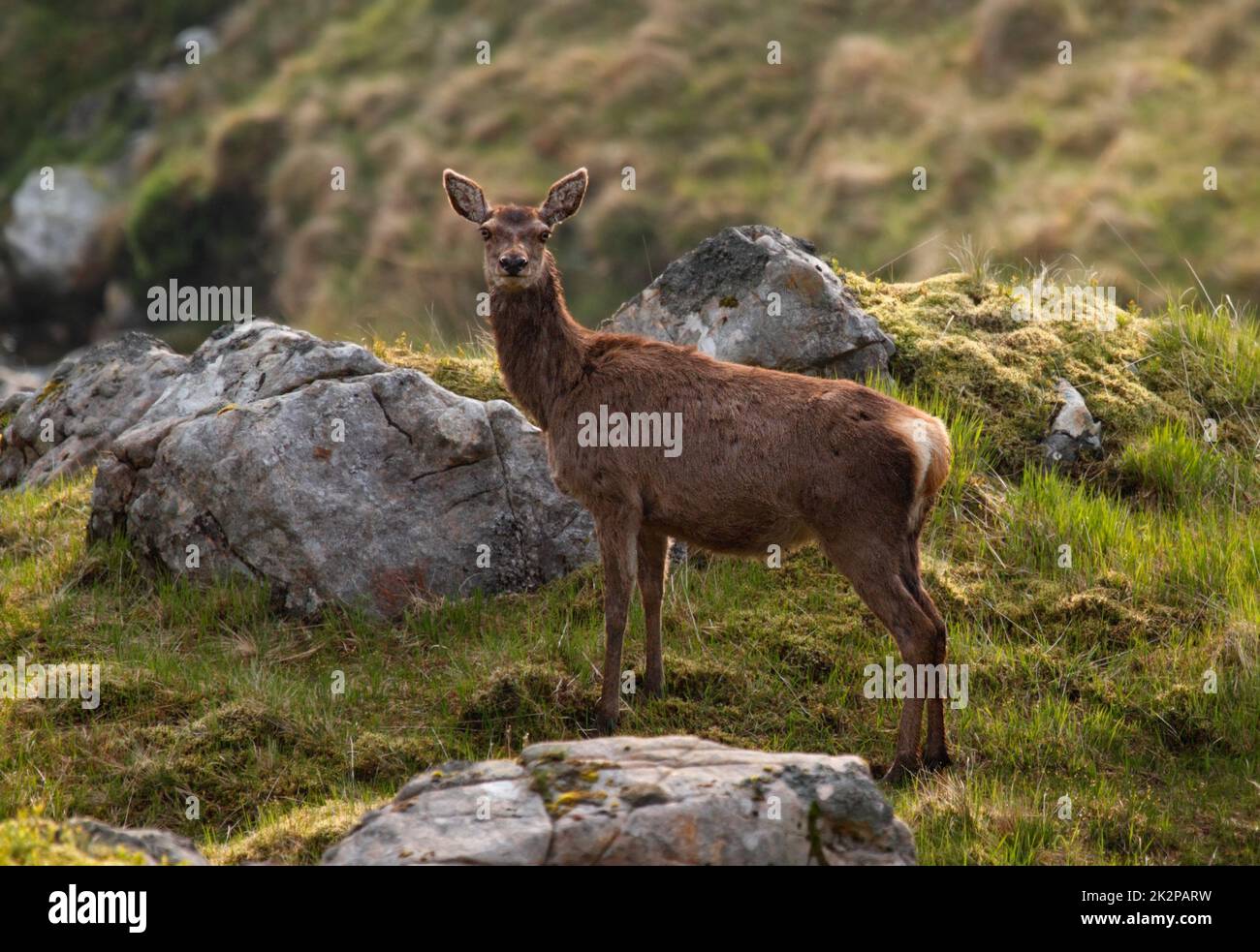 Cervi rossi curiosi guardando la macchina fotografica in montagna - Cervus elaphus Foto Stock