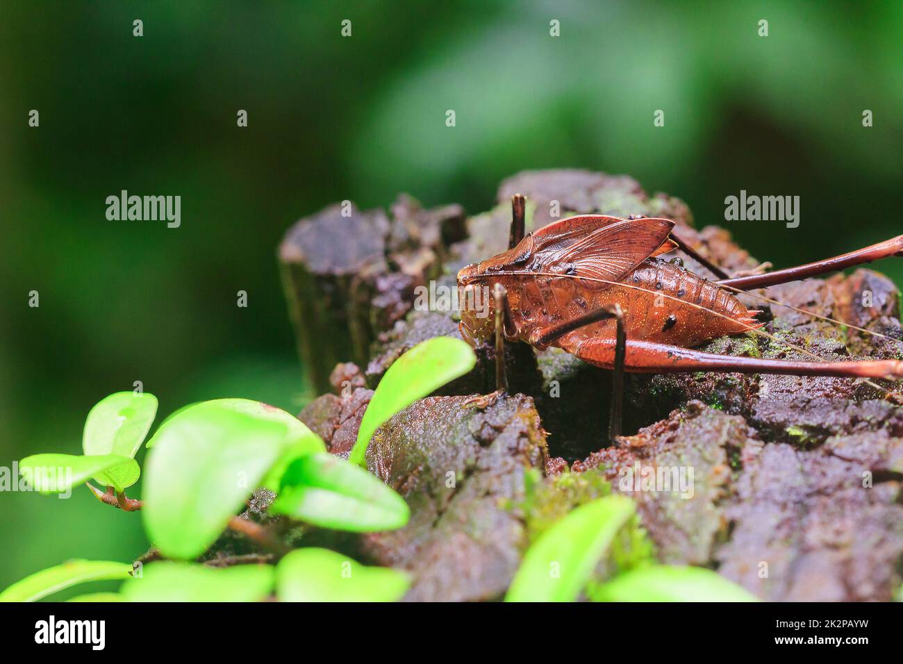 Mecopoda allungata in natura ha un corpo marrone ali decorate con punti neri Foto Stock