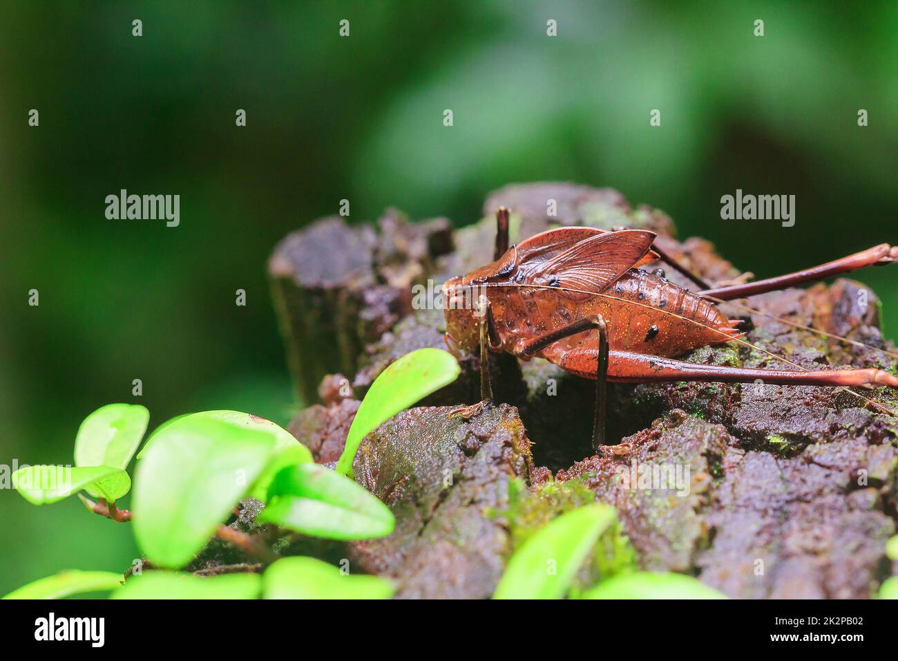 Mecopoda allungata in natura ha un corpo marrone ali decorate con punti neri Foto Stock