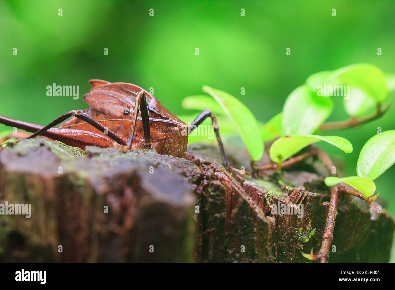 Mecopoda allungata in natura ha un corpo marrone ali decorate con punti neri Foto Stock