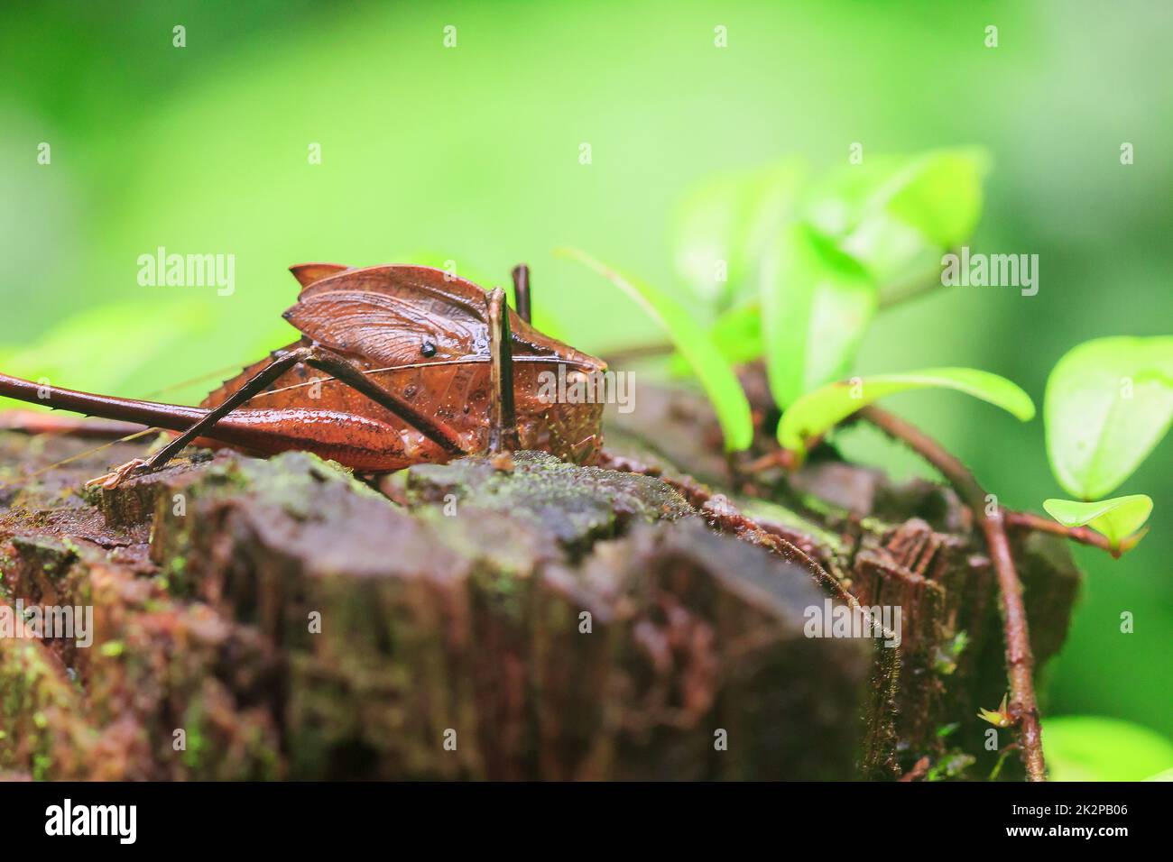 Mecopoda allungata in natura ha un corpo marrone ali decorate con punti neri Foto Stock